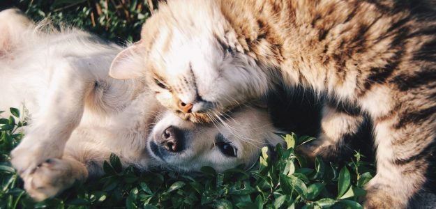 Vendedor en we pet