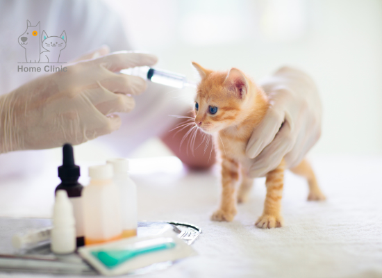 Consulta virtual para perros y gatos 15