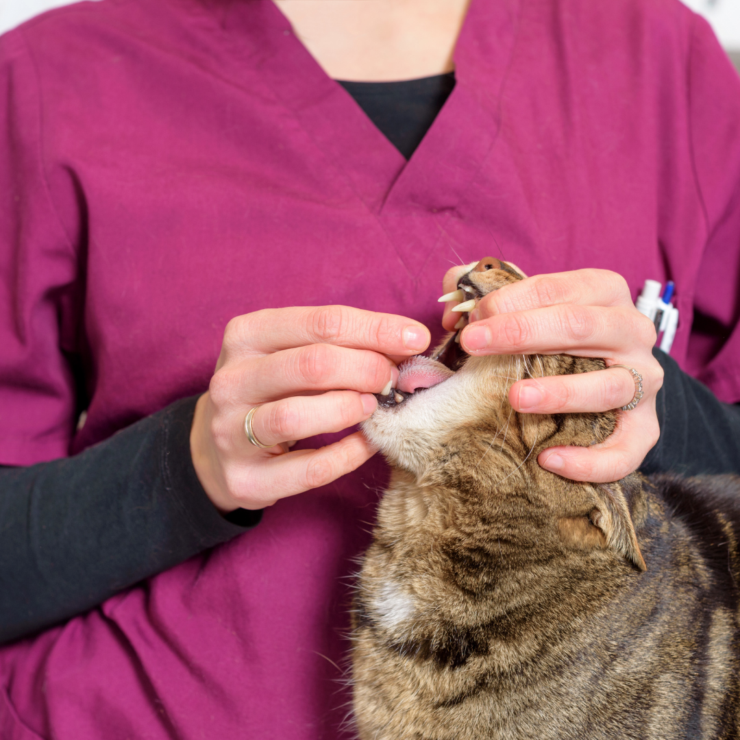 Consulta virtual para perros y gatos 5