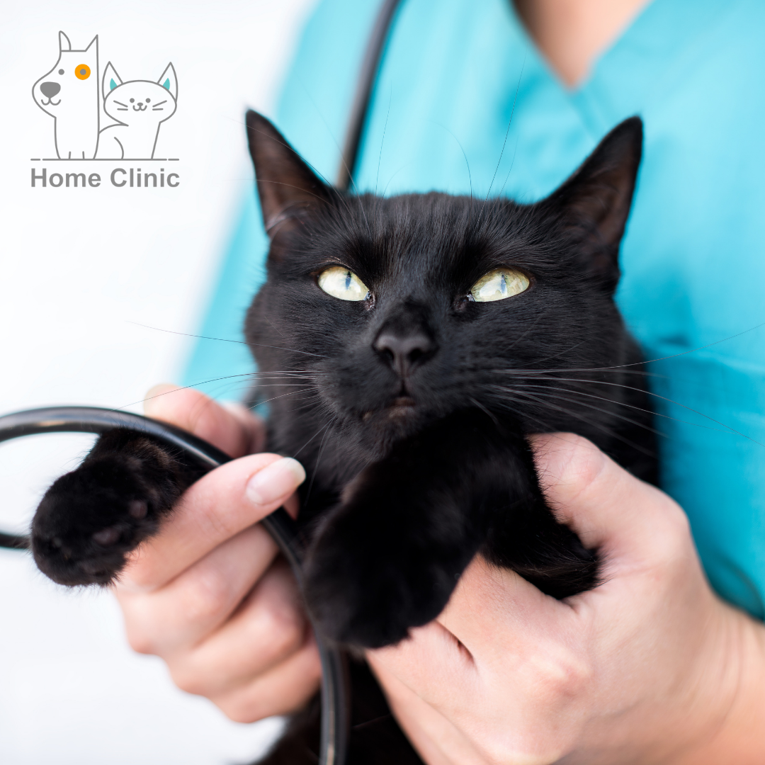 Consulta virtual para perros y gatos 7