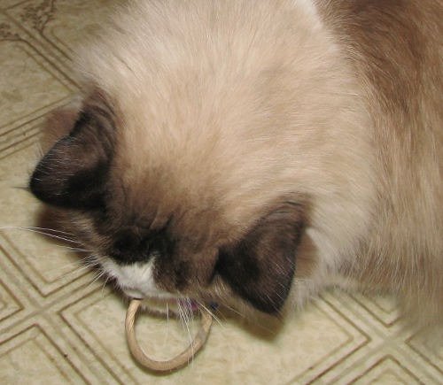 Juguete corbatin para gatos 3