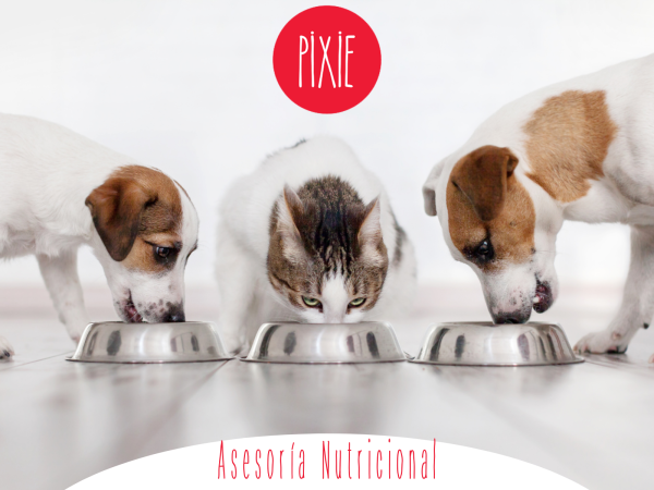 SERVICIOS VETERINARIOS A DOMICILIO 13
