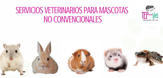 The Exotic Pet Vet (TEP-Vet)