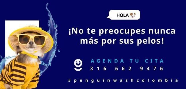Penguin Wash