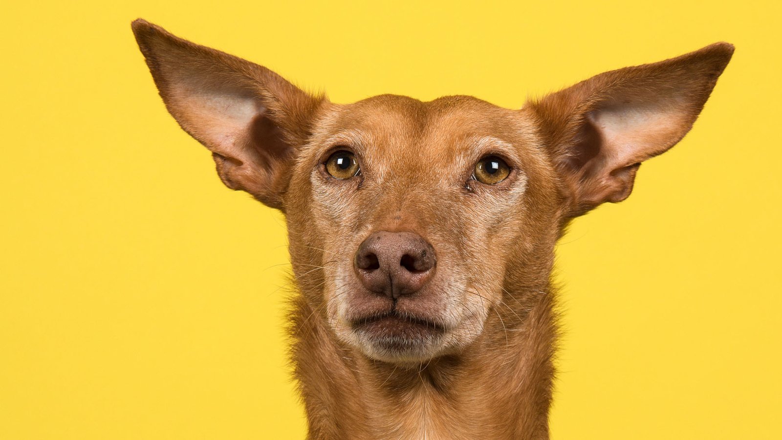 perro 4