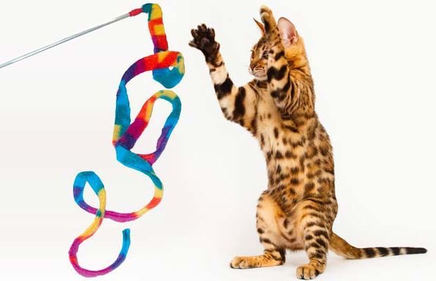 products 0016478 cat dance rainbow cat charmer interactive cat toy