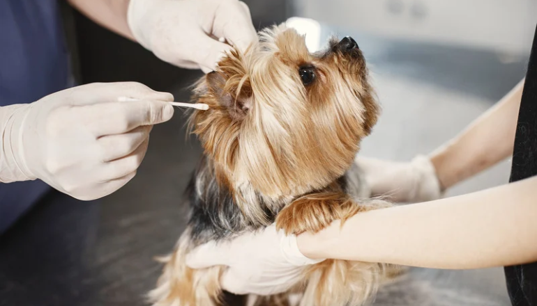 La importancia de cuidar los oídos de tus perritos