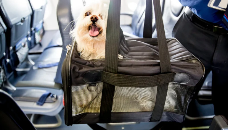 Viajando con mi mascota: consejos para viajar en avión