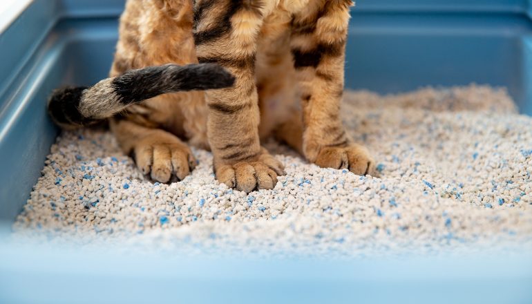 ¿Cómo escoger la mejor arena para gatos?