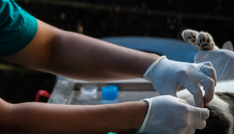 Esterilización de perros y gatos: reducción del abandono y maltrato animal en Colombia y el mundo