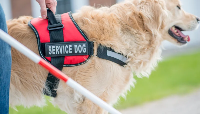 La diferencia entre un perro de soporte emocional y un perro de servicio: Comprendiendo su función y beneficios