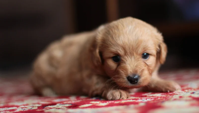 Consejos para cuidar de tu cachorro en su primer año de vida