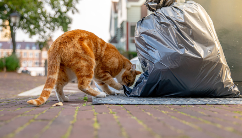 Los 5 alimentos más tóxicos para los gatos: ¡Evítalos para protegerlo!