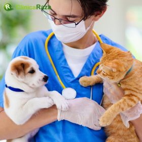 Pet Plan