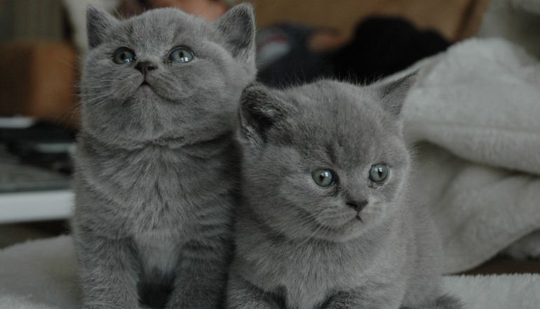Descubre las 5 razas de gatos más pequeñas y adorables del mundo