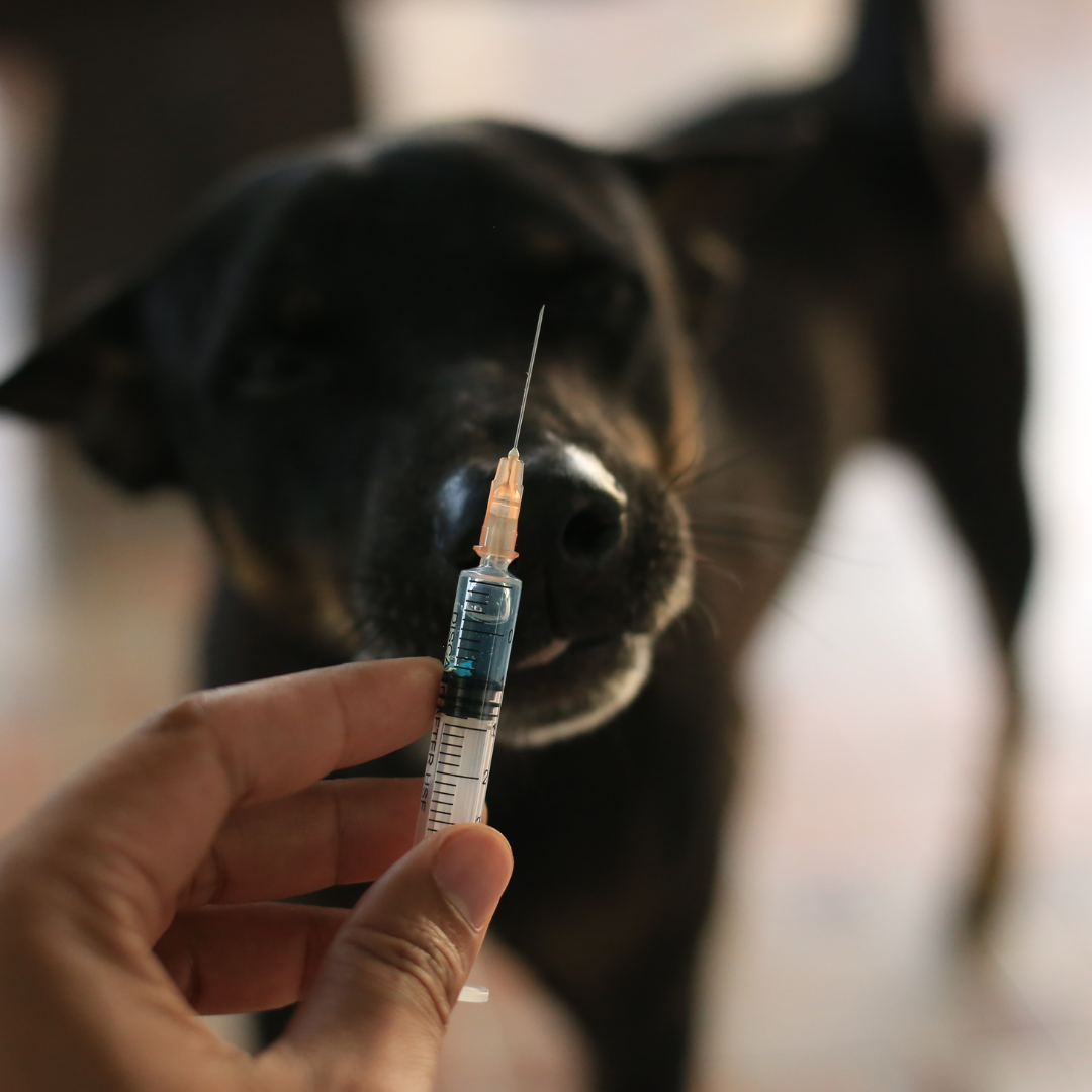 Vacuna contra la rabia