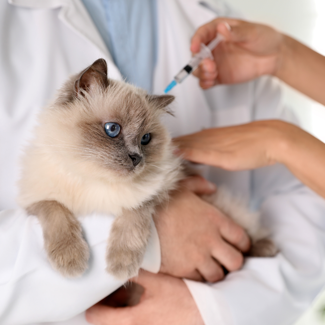 Vacuna triple felina