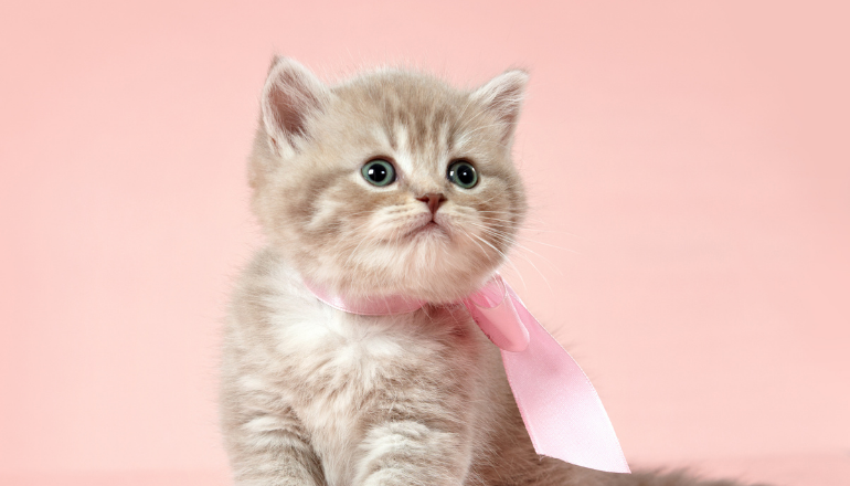Bienvenido a la familia, gatito: Cómo preparar tu hogar para su llegada