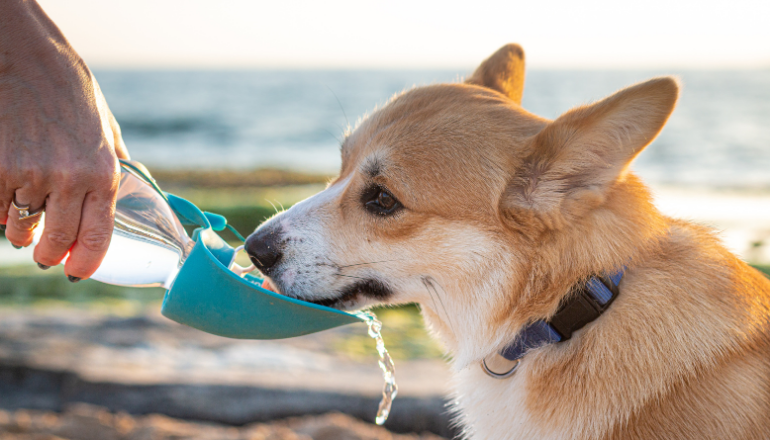 Cuidados para tu mascota durante el verano o en climas con altas temperaturas