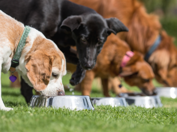Perros senior comiendo
