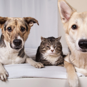 Como hacer que tu perro y gato sean amigos