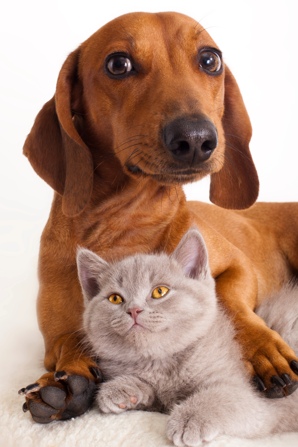 Mascota feliz con su tutor usando la app Guru 4 Pets