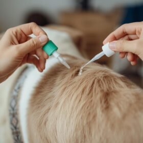 imagen producto Aplicación de Pipeta Antipulgas Perros y Gatos a Domicilio, perrro o gato aplicandoles una pipeta antipulgas (1)